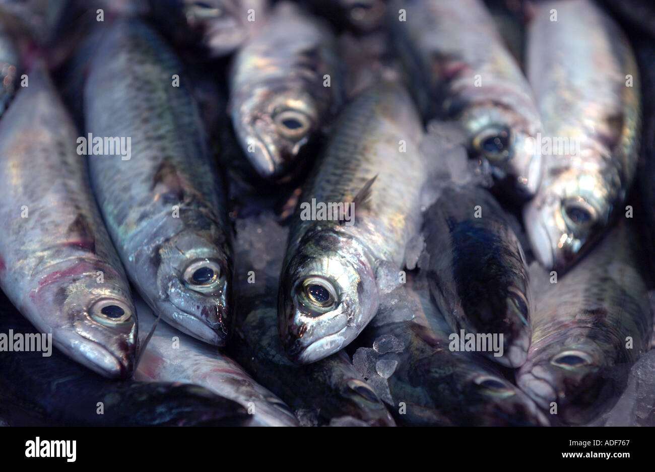 frische junge Sardinen in Fischmarkt zu verkaufen Stockfoto
