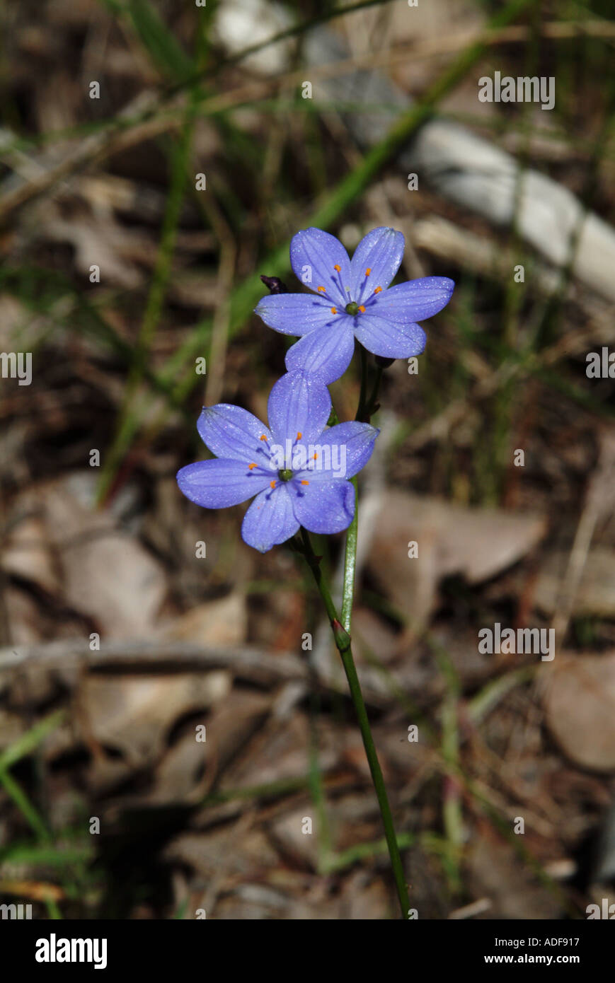 Blaue Blaustern Margaret River Western Australia Stockfoto