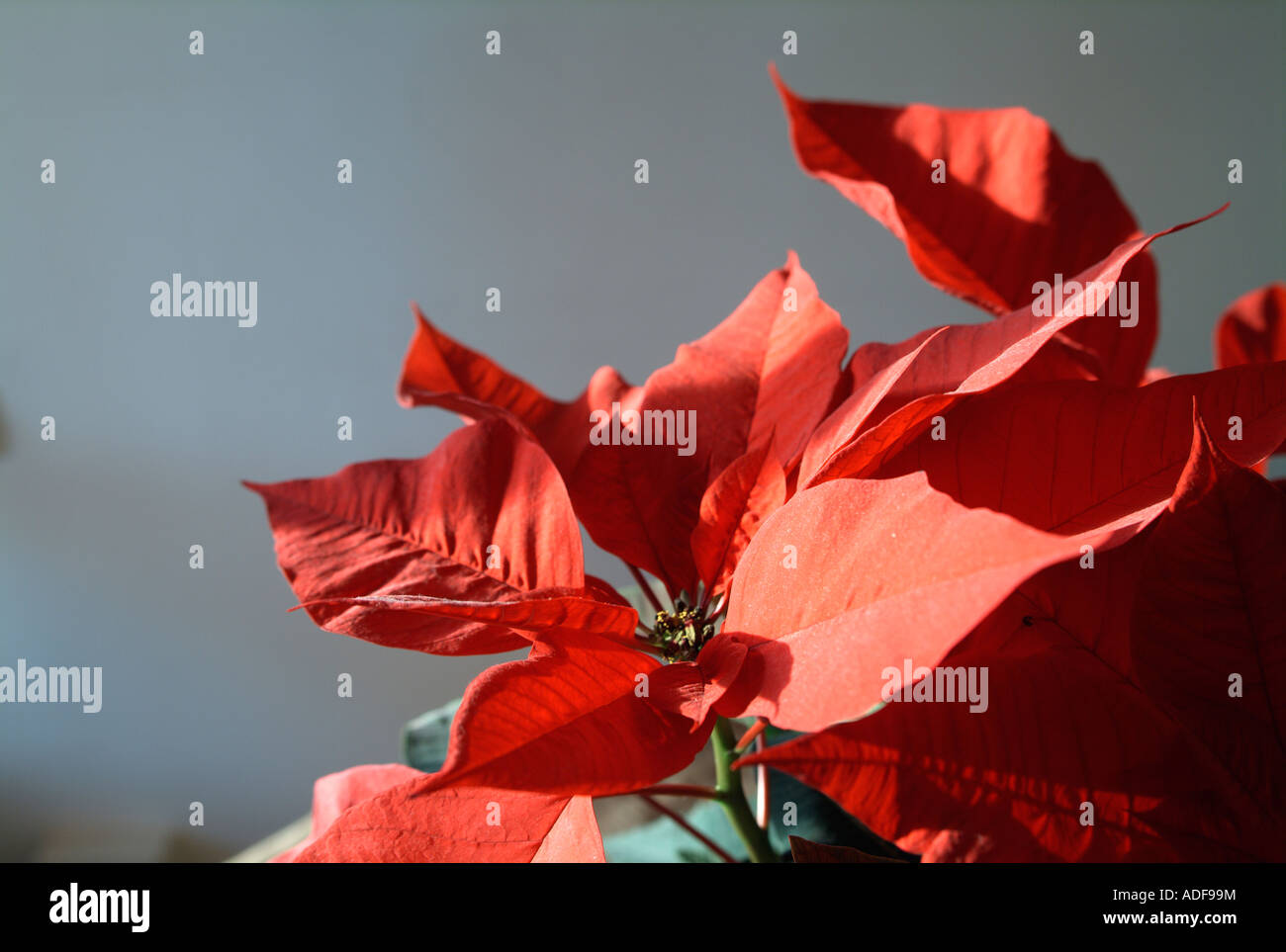 Euphorbia Pulcherrima, Weihnachtsstern, Zierstrauch mit roten oberen  Bltter umgebenden gelben Cyathien, beliebte Weihnachts-Pflanze  Stockfotografie - Alamy