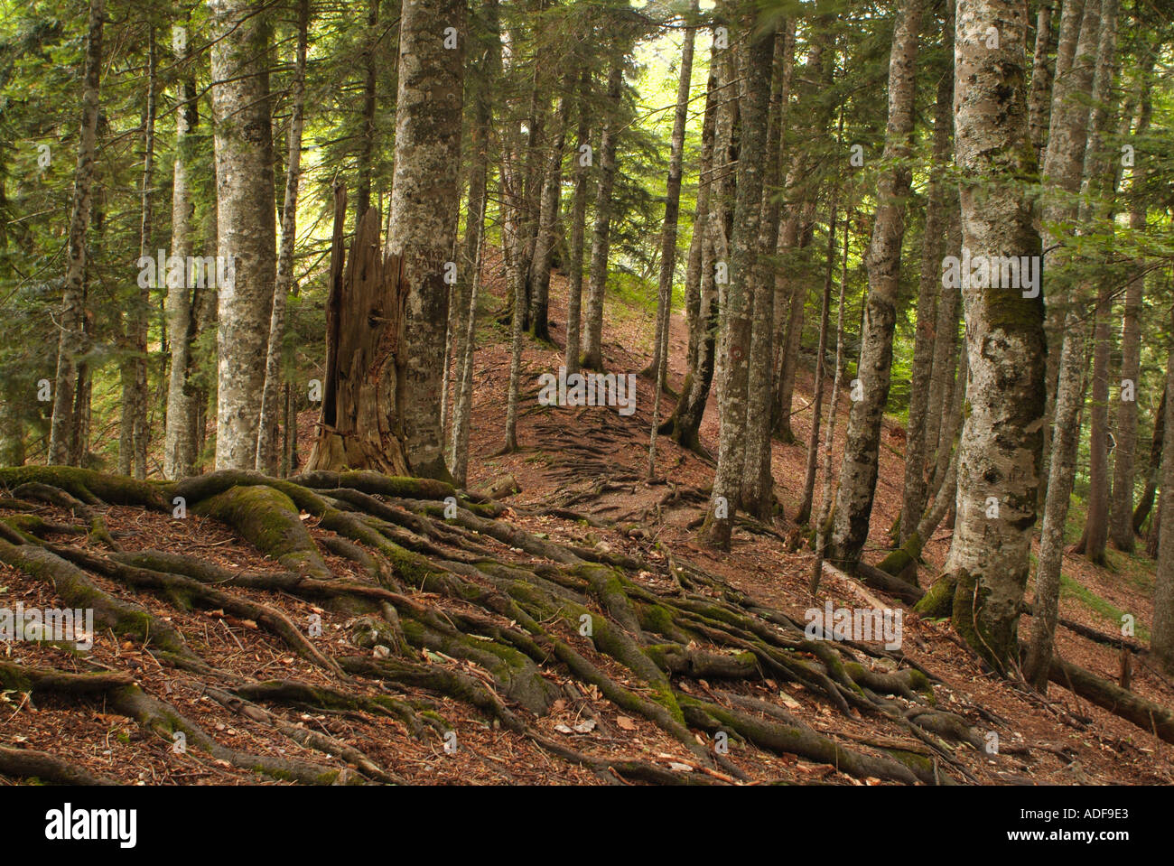 Perucica Wald der letzten Urwald in Europa Sutjeska Nationalpark Bosnien-Herzegowina Stockfoto