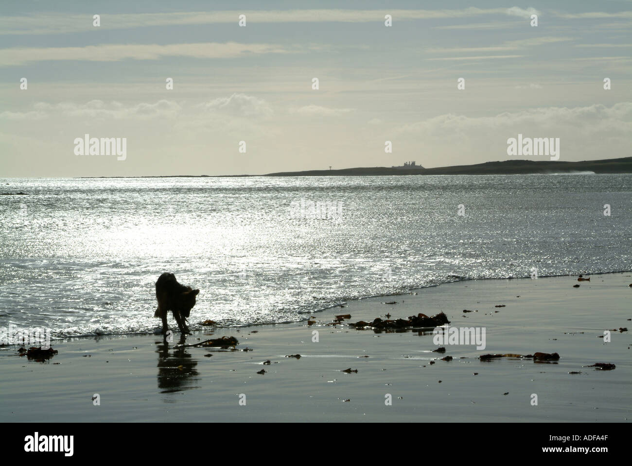 Bug der Deutsche Schäferhund in Silhouette am Strand bei Beadnell Northumberland, England Vereinigtes Königreich Großbritannien Stockfoto