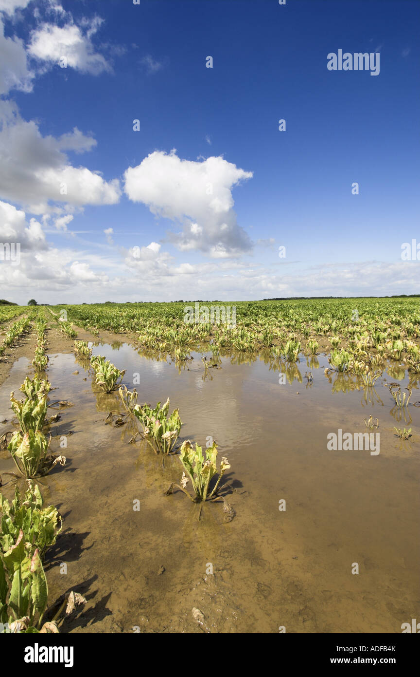 Zuckerrüben-Ernte Absterben durch Wassersättigung verursacht durch starke Regenfälle Norfolk England Sommer 2007 Stockfoto