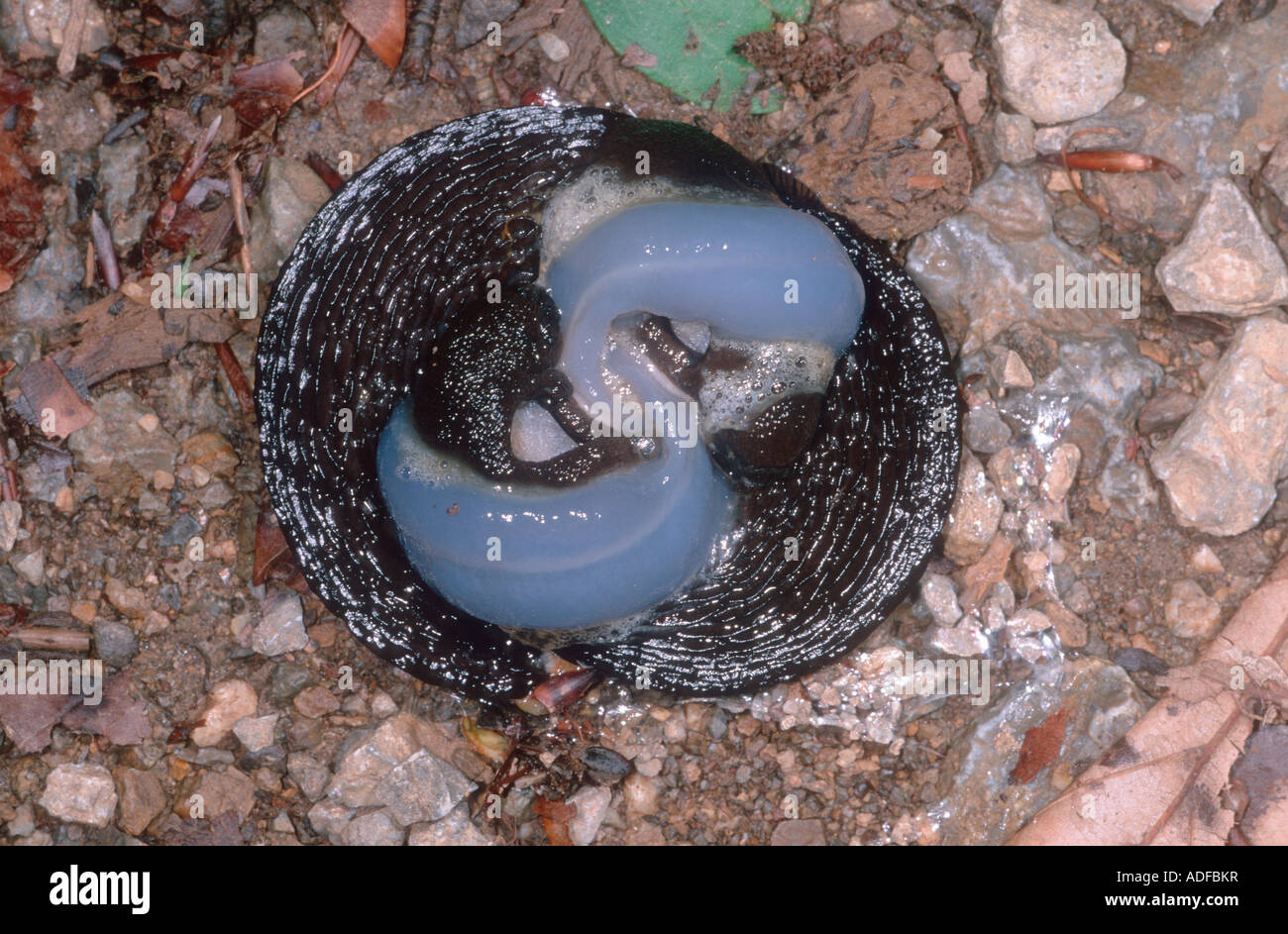 Europäische schwarze Schnecken, Arion Ater. Paarung Stockfoto