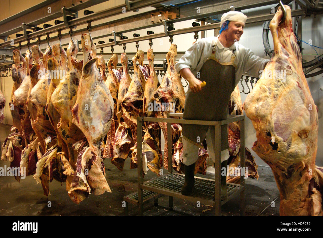 Verarbeitung von Waliser Rindfleisch Schlachtkörper in St Merryn Foods Schlachthaus Merthyr Tydfil South Wales UK Stockfoto
