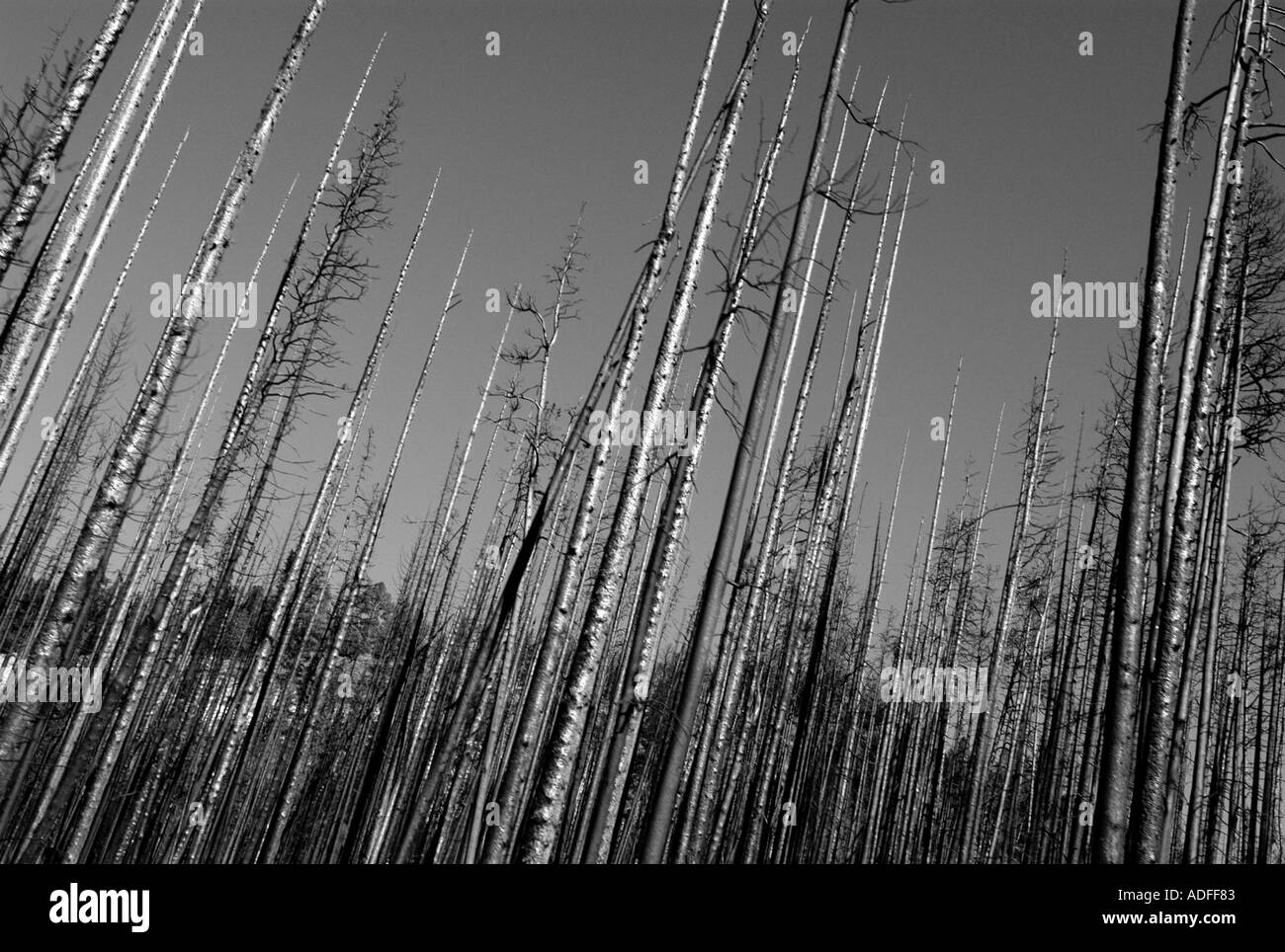 Verbrannte Bäume im Yellowstone National Park in Wyoming USA Stockfoto