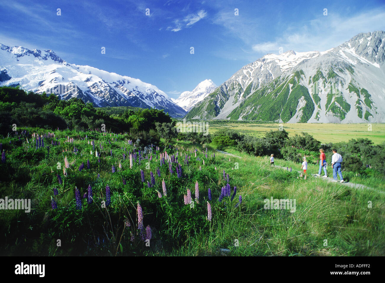 Vierköpfige Familie auf Trail in der Nähe von Mount Cook im südlichen Alpen inmitten von Lupinen in Neuseeland Stockfoto