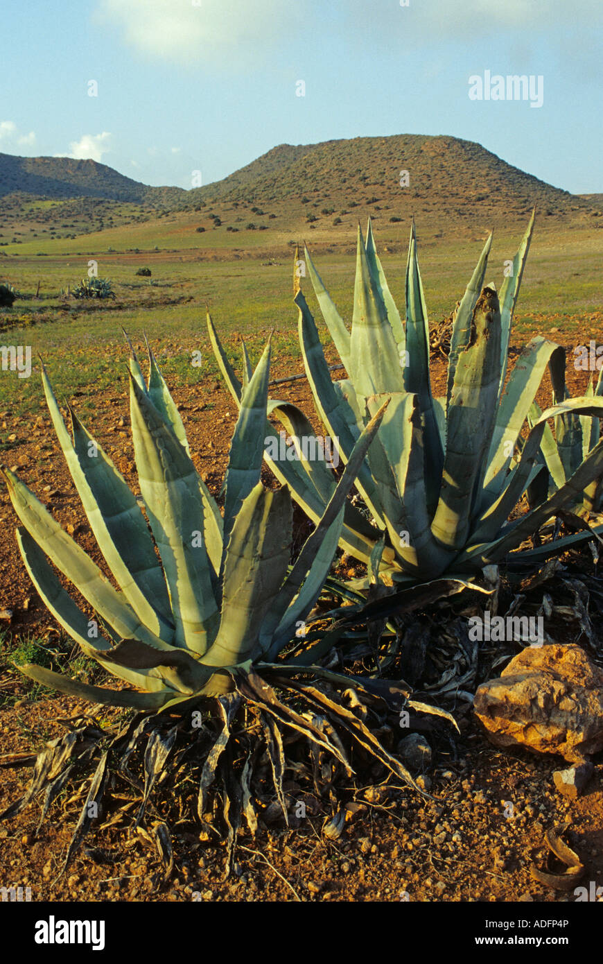 Agave Pflanzen Cabo de Gata Natural Park Andalusien Spanien Stockfoto