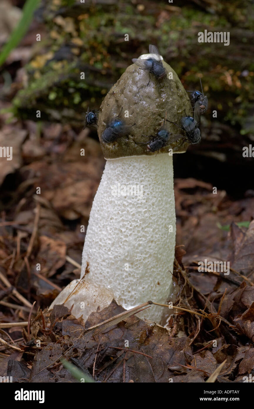 Stinkmorchel - Phallus impudicus Stockfoto