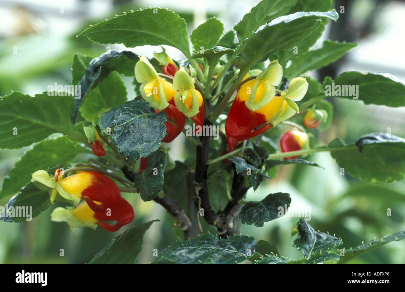 Impatiens Niamniamensis Stockfoto