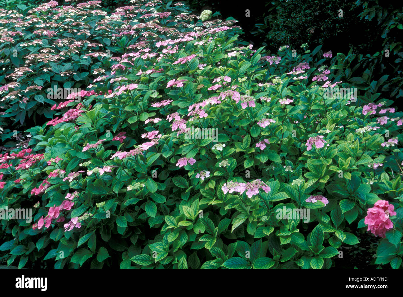 Hydrangea Macrophylla blau Welle Italien Stockfoto