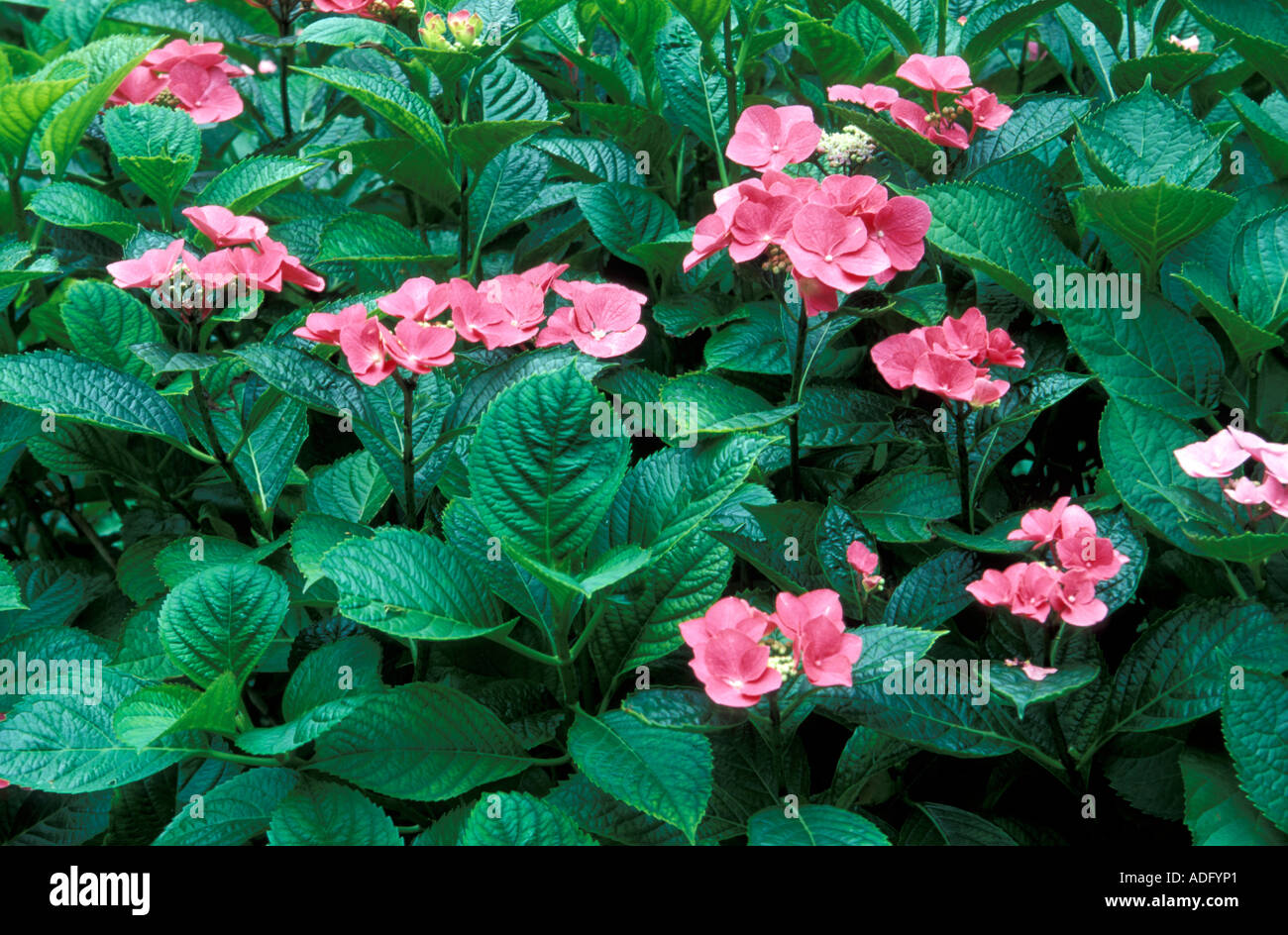 Hydrangea Macrophylla Italien Stockfoto