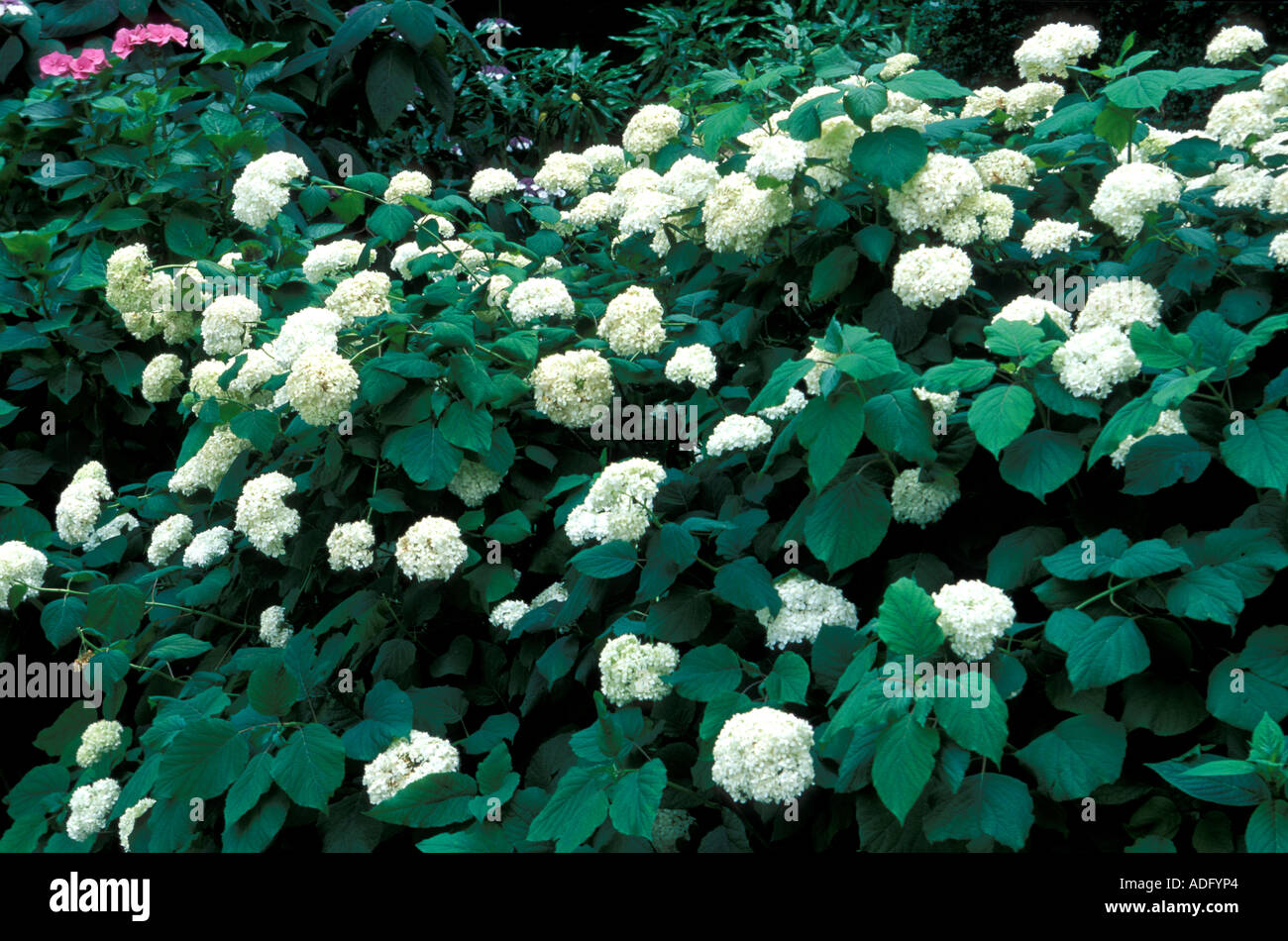 Hydrangea Arborescens Annabelle Italien Stockfoto