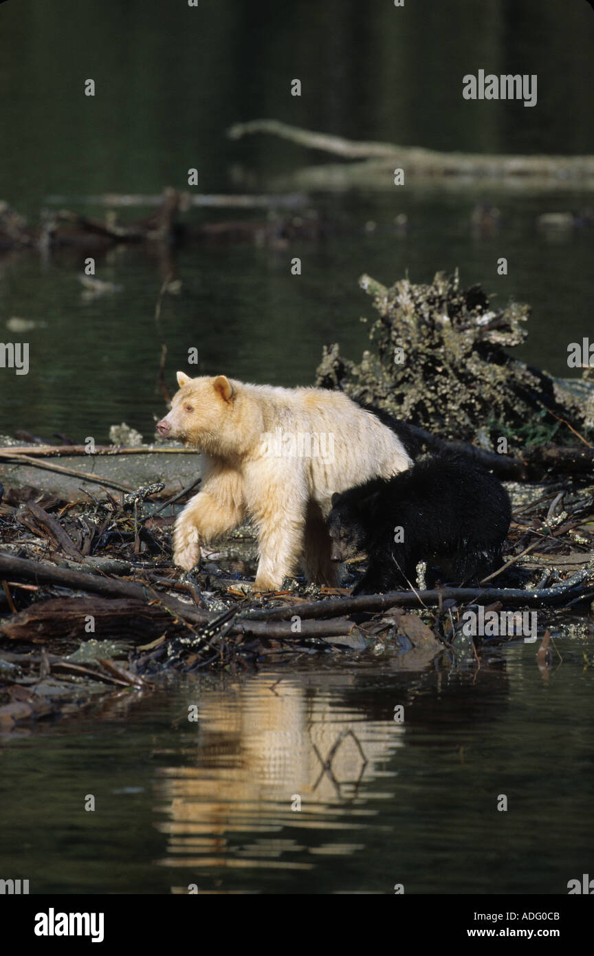 Spirit Kermode Bär Sau und ihrer schwarzen Cub in der Great Bear Rainforest von British Columbia Kanada Stockfoto