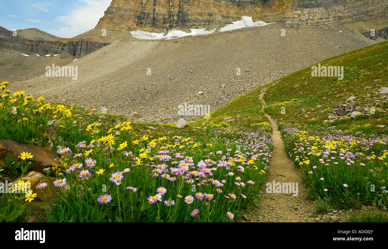 Wanderweg und Wildblumen in der Nähe von Mount Timpanogos, Utah, USA Stockfoto