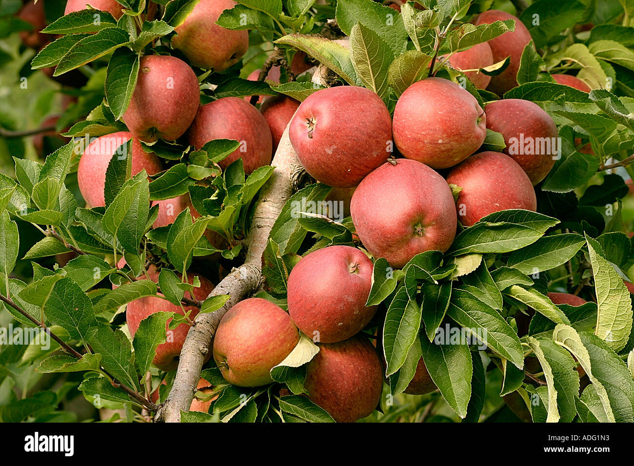 Äpfel krassen köstliches Italien Stockfoto