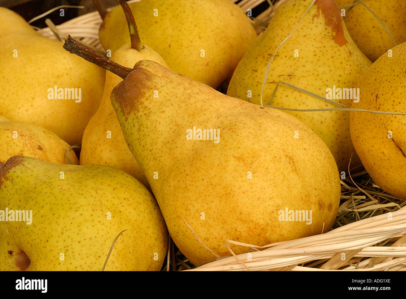 Trionfo di Packam Birne Italien Stockfoto