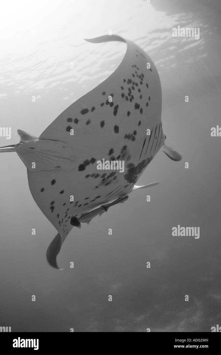 Mantarochen, die weltweit größte Arten von Ray, gleitet anmutig durch flache Lagune Gewässer im westlichen Pazifik. Stockfoto