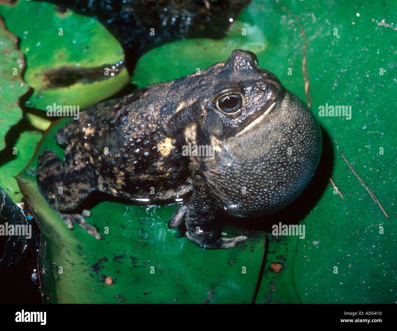 Afrikanische Ochsenfrosch auf Lilie Blatt mit vocal Säcke sitzen erweitert Viktoriafälle Sambia Stockfoto