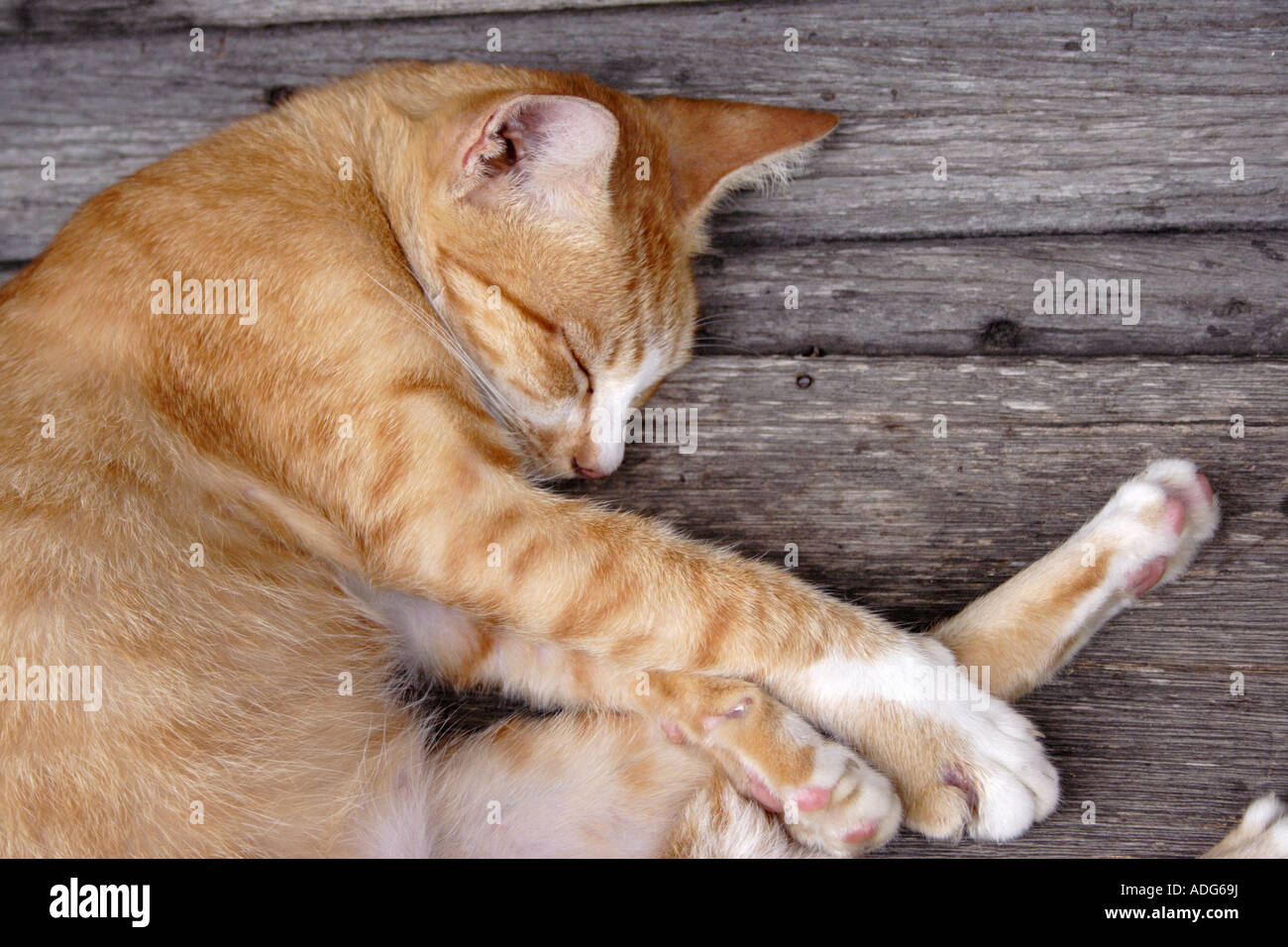 Eine Katze im Tiefschlaf Stockfoto