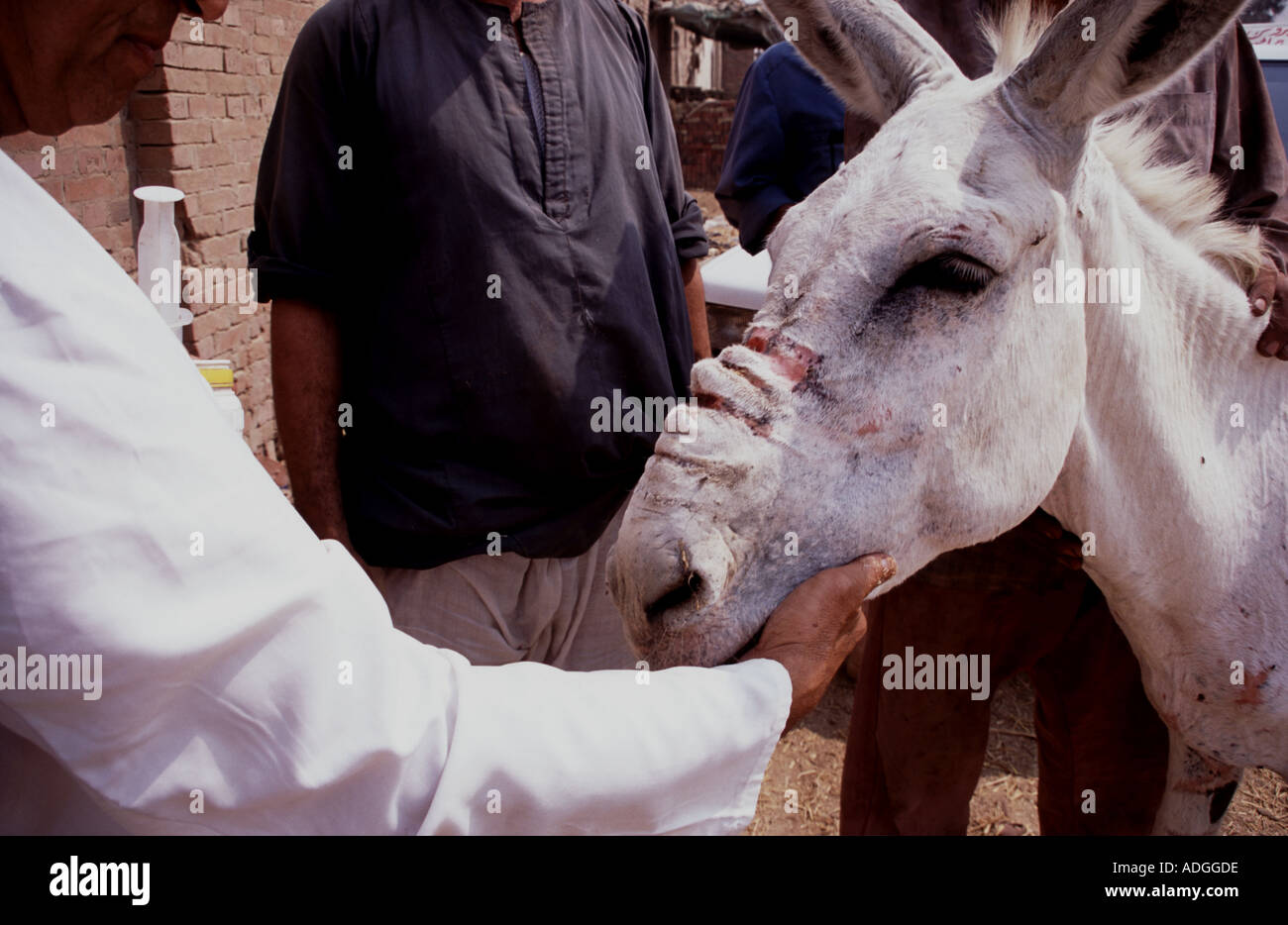 Tierärztin aus Brooke Hospital für Tiere in Kairo überprüft Kabelbaum  Wunden der Esel am gemauerten Öfen Standort in Kairo Ägypten  Stockfotografie - Alamy