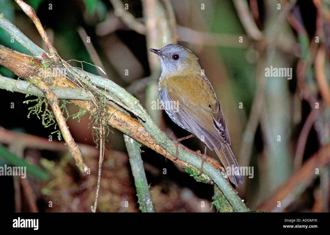 Schwarz-billed Nachtigall-Drossel Catharus Gracilirostris Cerro De La Muerte COSTA RICA März Erwachsene TURDIDAE Stockfoto