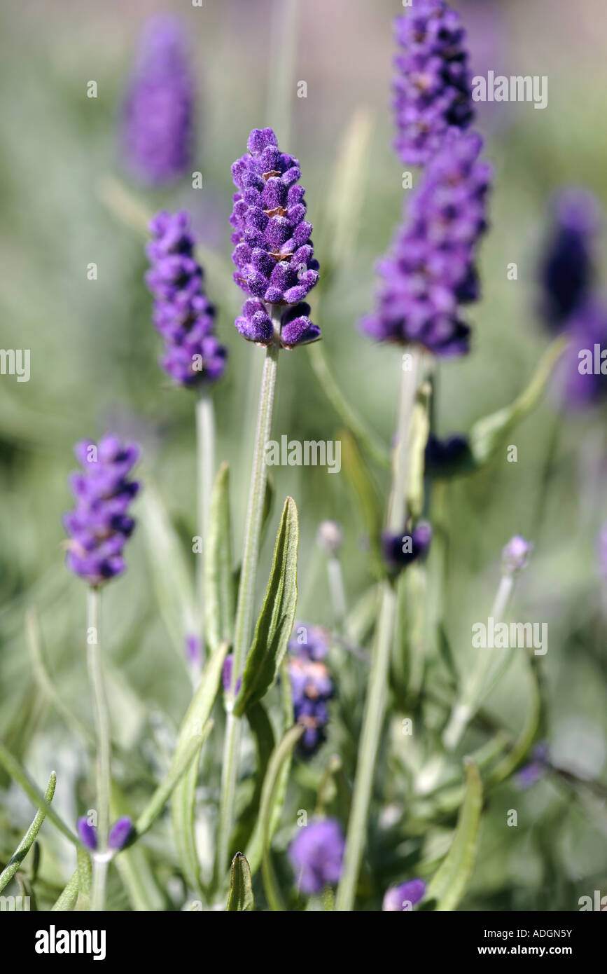 Lavandula Angustifolia Hidcote Stockfoto