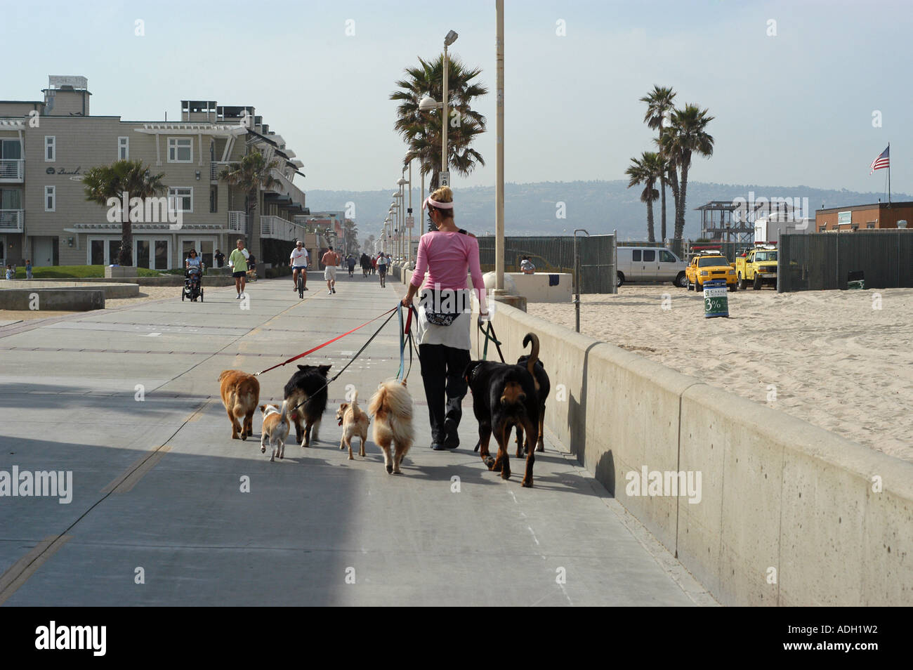Frau, hat Arbeit spaziert Hunde dreimal ein Tag Hermosa Beach Kalifornien Stockfoto