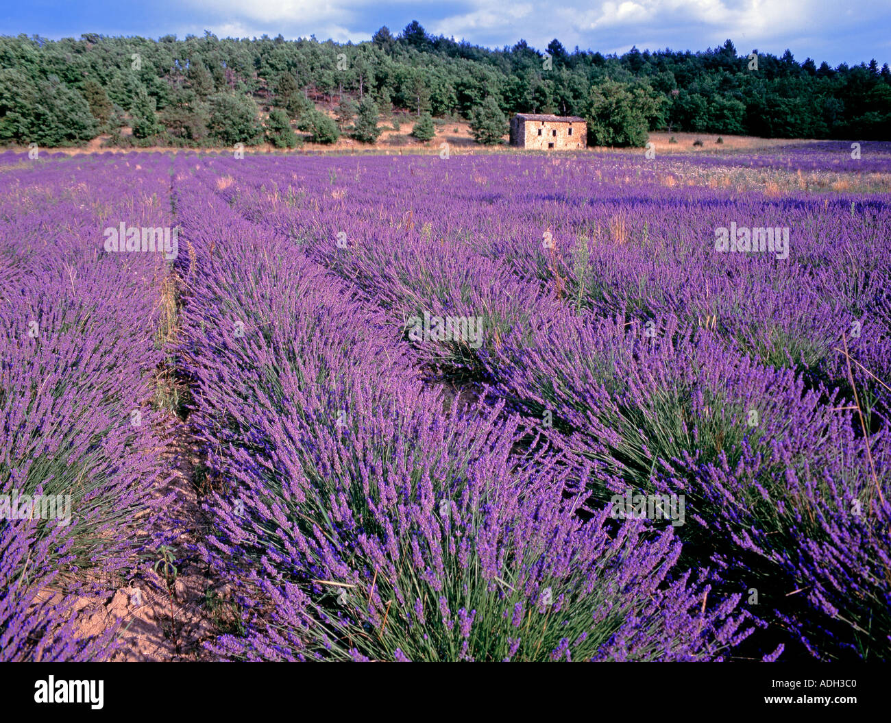 Sault provence Fotos und Bildmaterial in hoher Auflösung Alamy