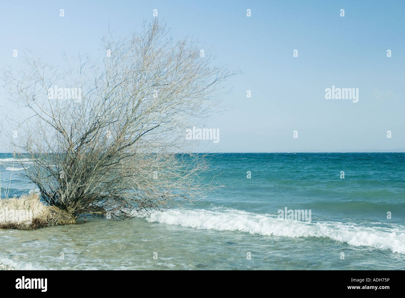 Umstürzenden Baum in surf Stockfoto