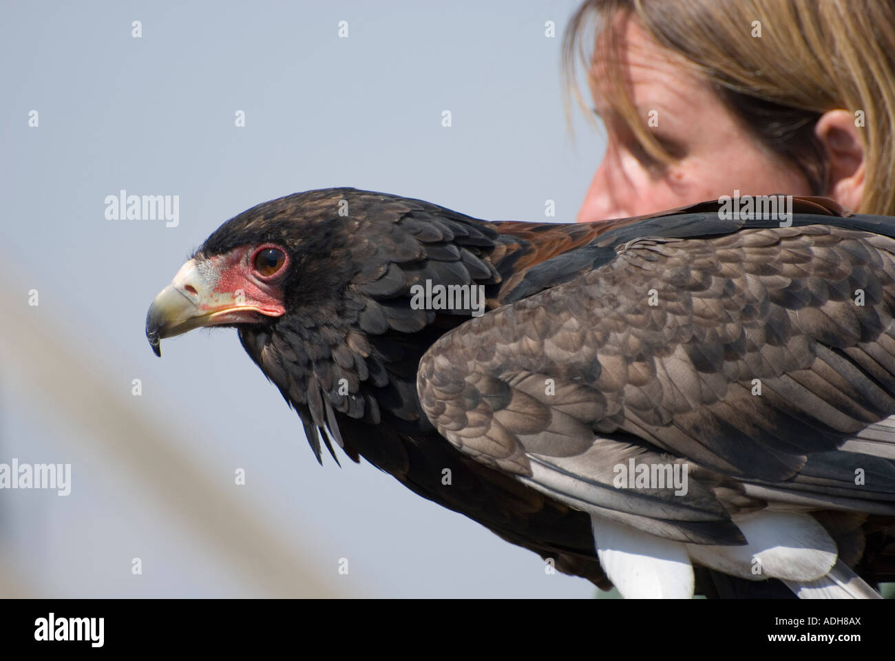Bateleur Adler (Terathopius Ecaudatus) Stockfoto