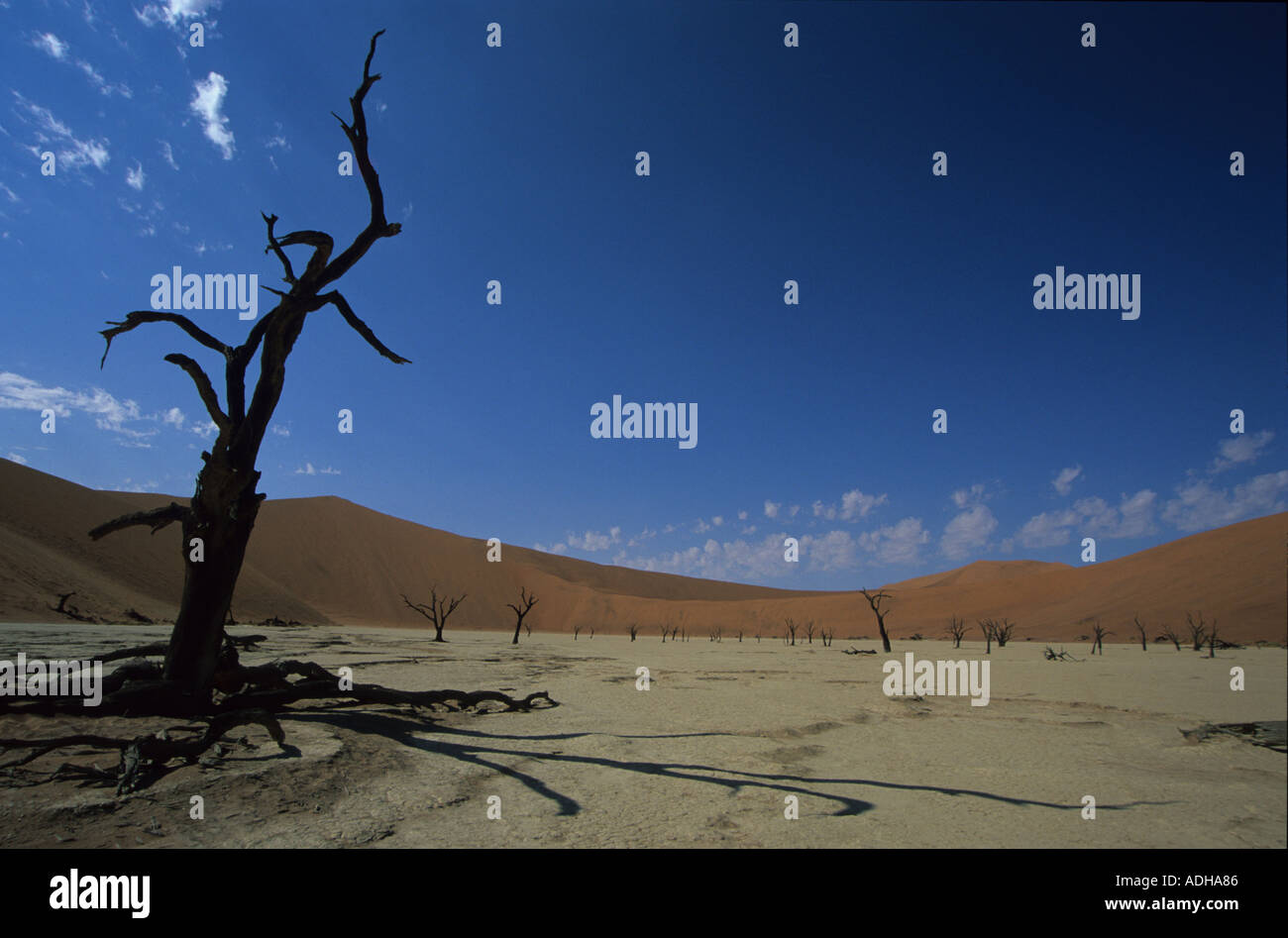 Kameldornbäume in Morgensonne in Dead Vlei namibischen Wüste Stockfoto