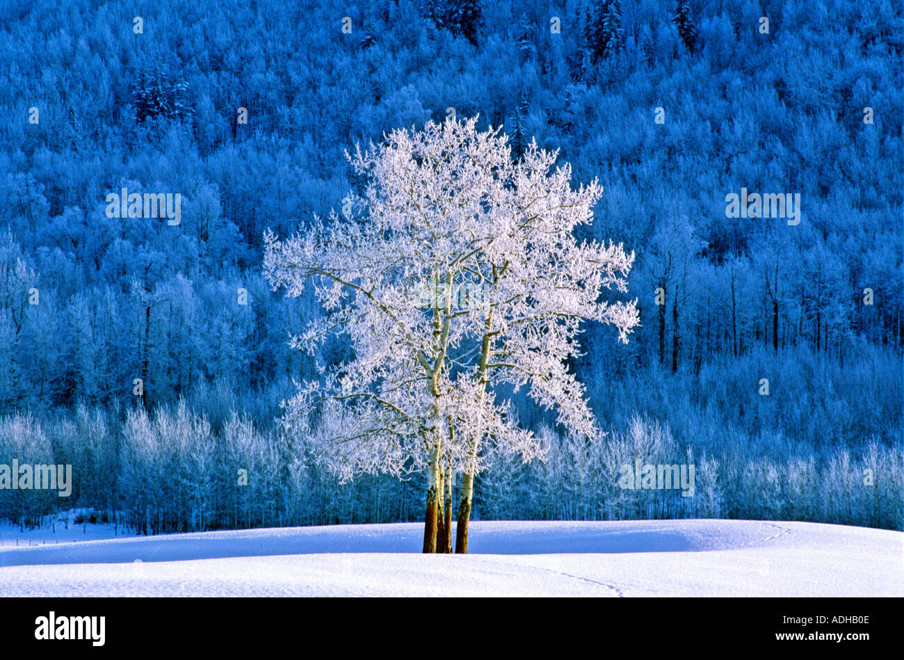 Mattierte Aspen Baum Stockfoto