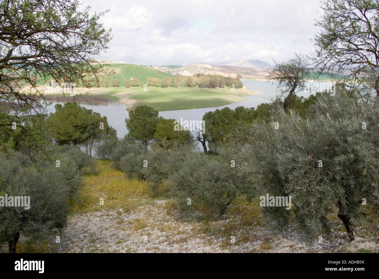 Olivenhain am Ufer des Embalse de Gaitanejo Gaitanejo Reservoir Malaga Spanien Stockfoto