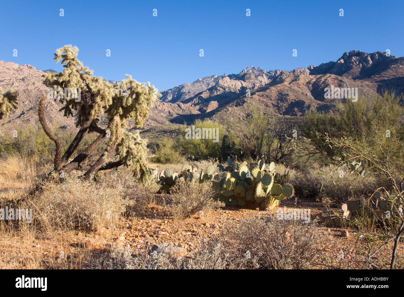 Kakteen und Bäume wachsen in Wäsche in der Sonora-Wüste in der Nähe von Tucson Arizona Stockfoto
