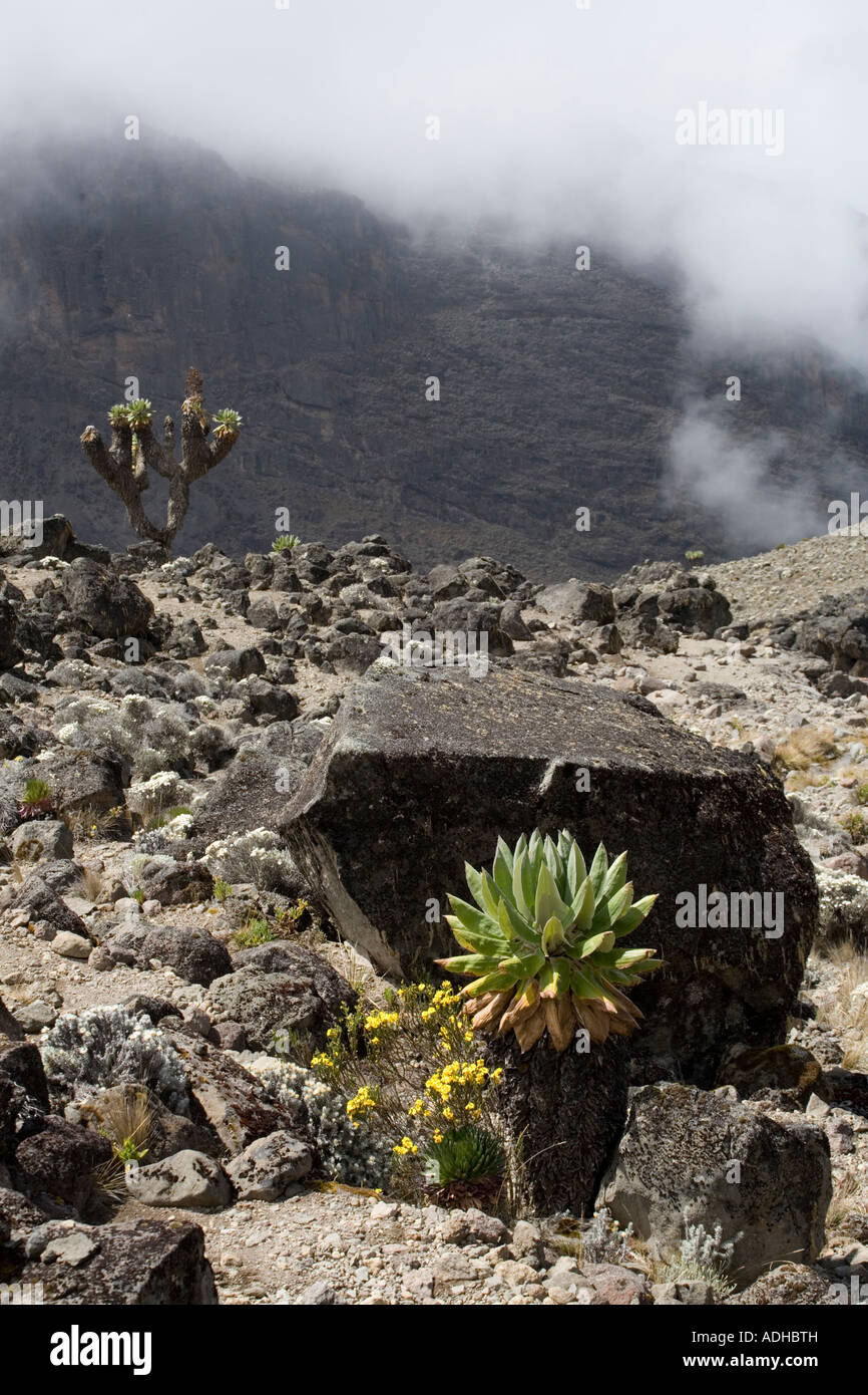 Afrika Tansania Kilimanjaro National Park Giant Lobelia Pflanze Lobelia Deckenii wachsen auf Vulkanhanges Stockfoto