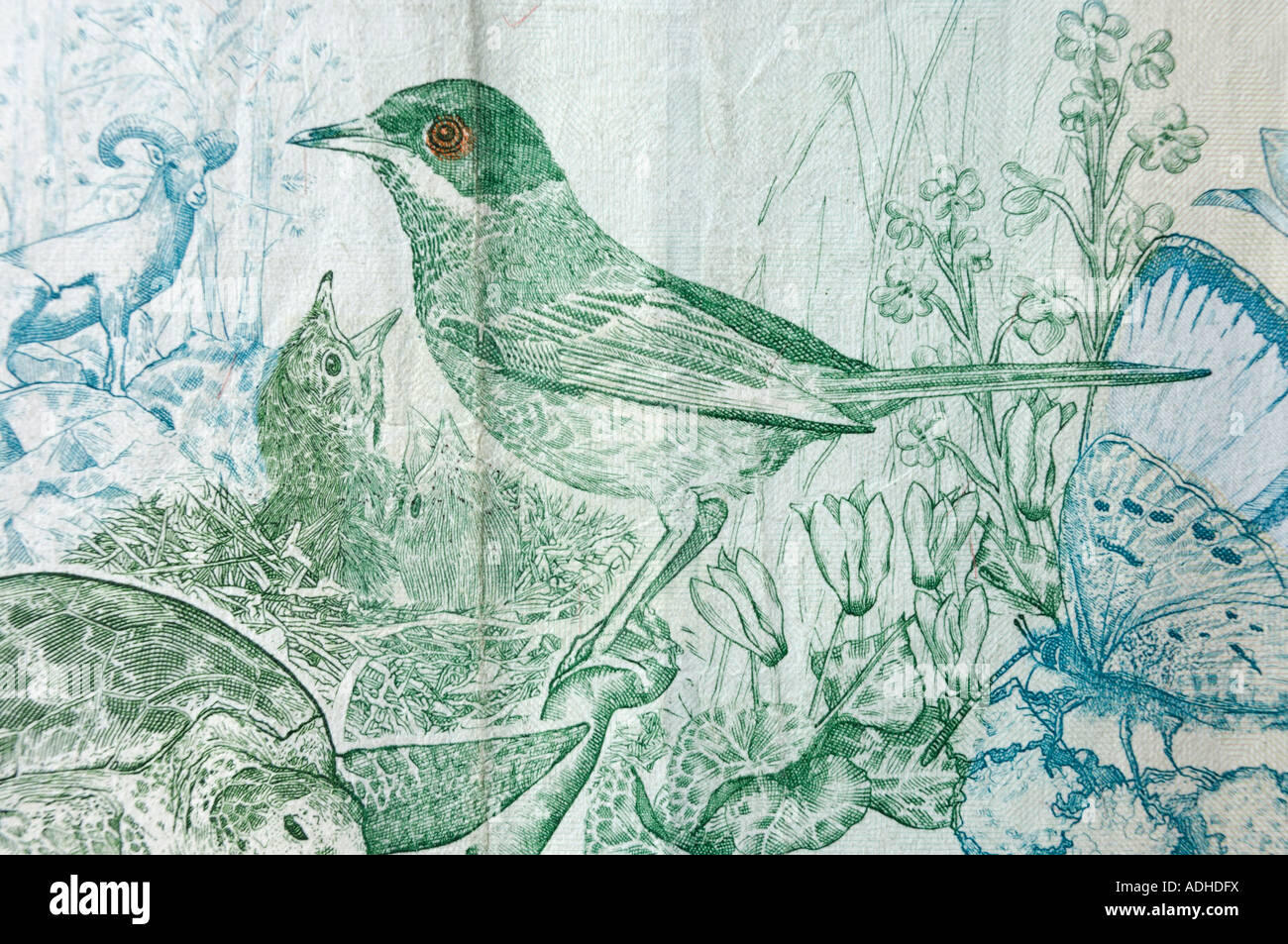 Zypern Warbler Vogel Muster auf Zypern zehn Pfund Rechnung Stockfoto