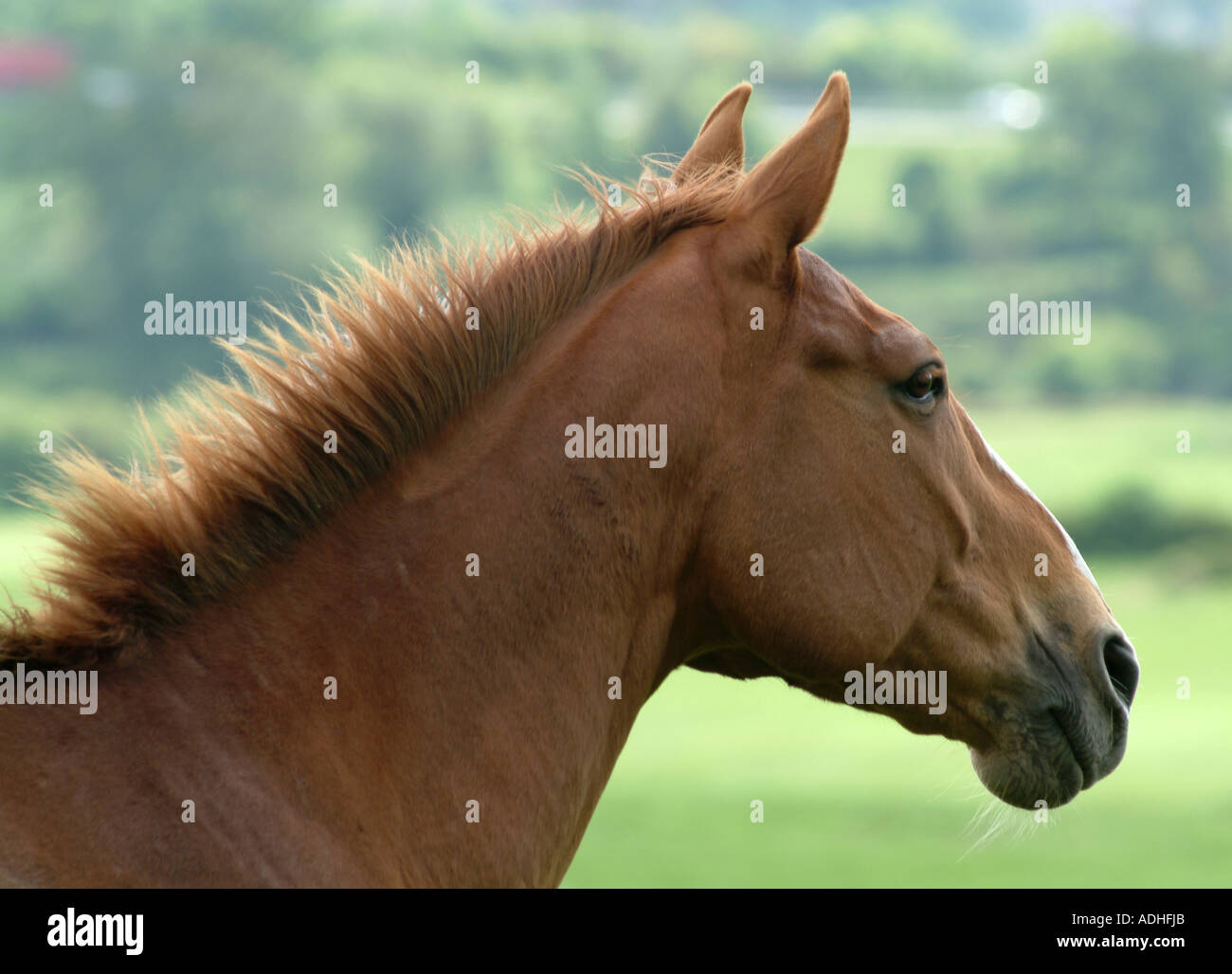 Schöne rotes Pferd im Feld in der Nähe von Corbridge Northumberland Stockfoto