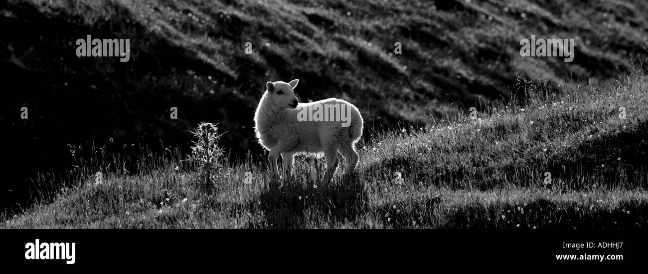 Sheep, Chillerton Down, Isle of Wight, England, Großbritannien. Stockfoto