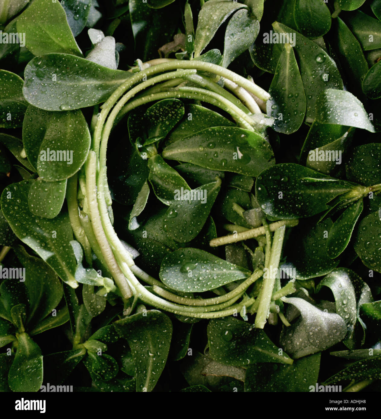 G-Brief aus grünen Blättern gebogen Stockfoto