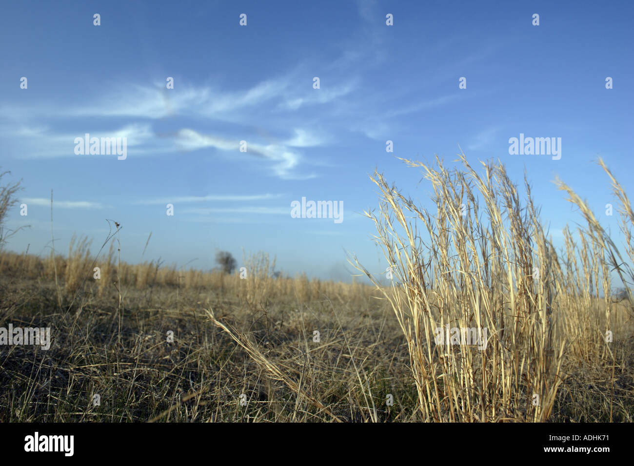 Sedona Arizona Oklahoma Weizen Feld blauen Himmel Stockfoto