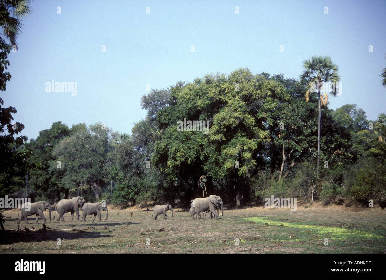 Elefanten in der Riverine Wald South Luangwa Nationalpark Sambia Stockfoto