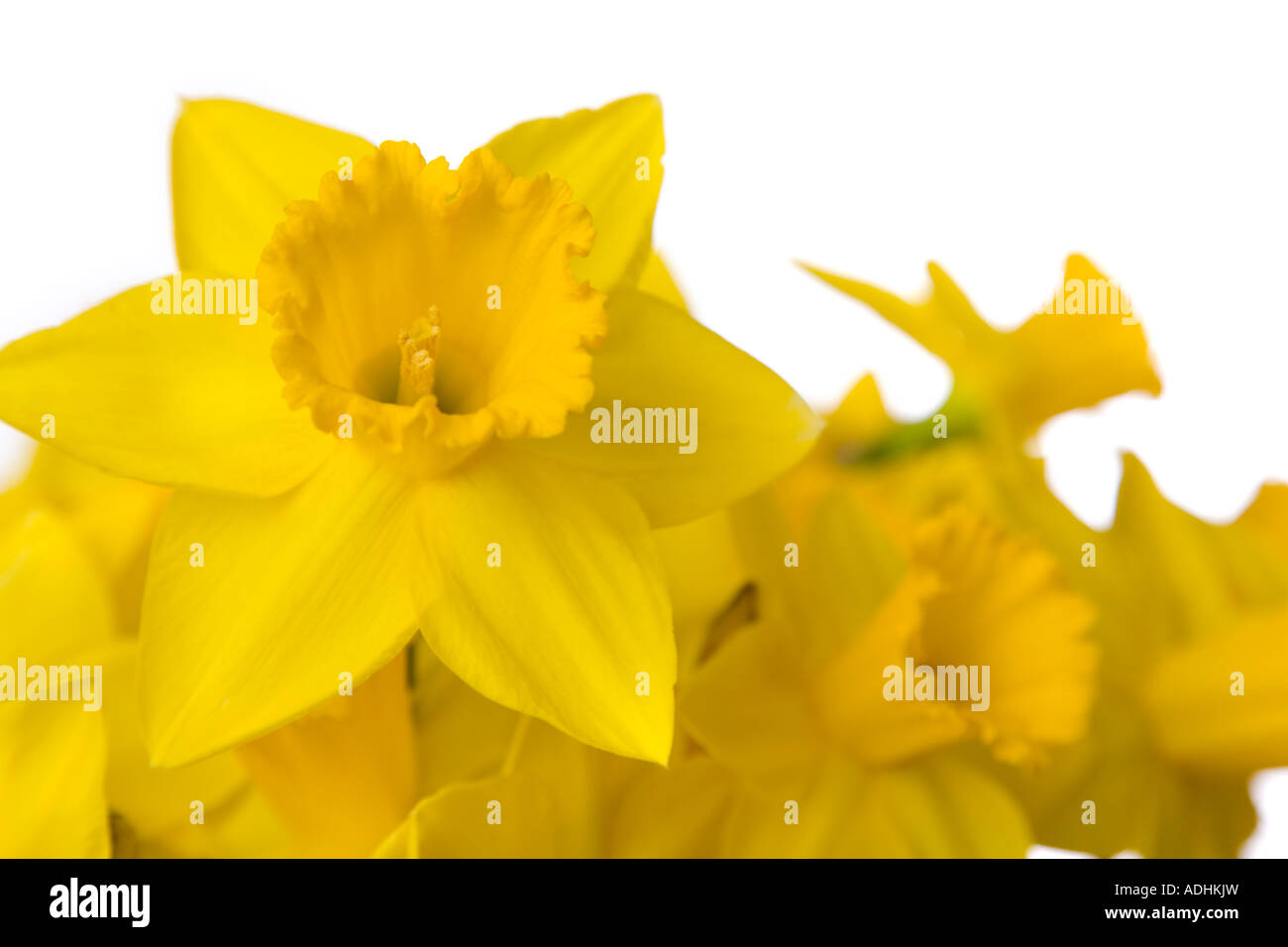 Gelbe Narzissen vor weißem Hintergrund Stockfoto