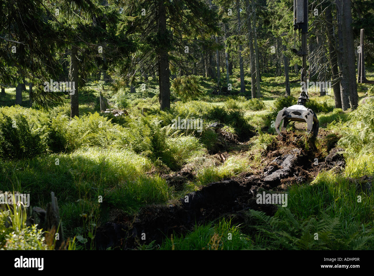 Forstwirtschaft Schlepper laden Bäume im Wald Stockfoto