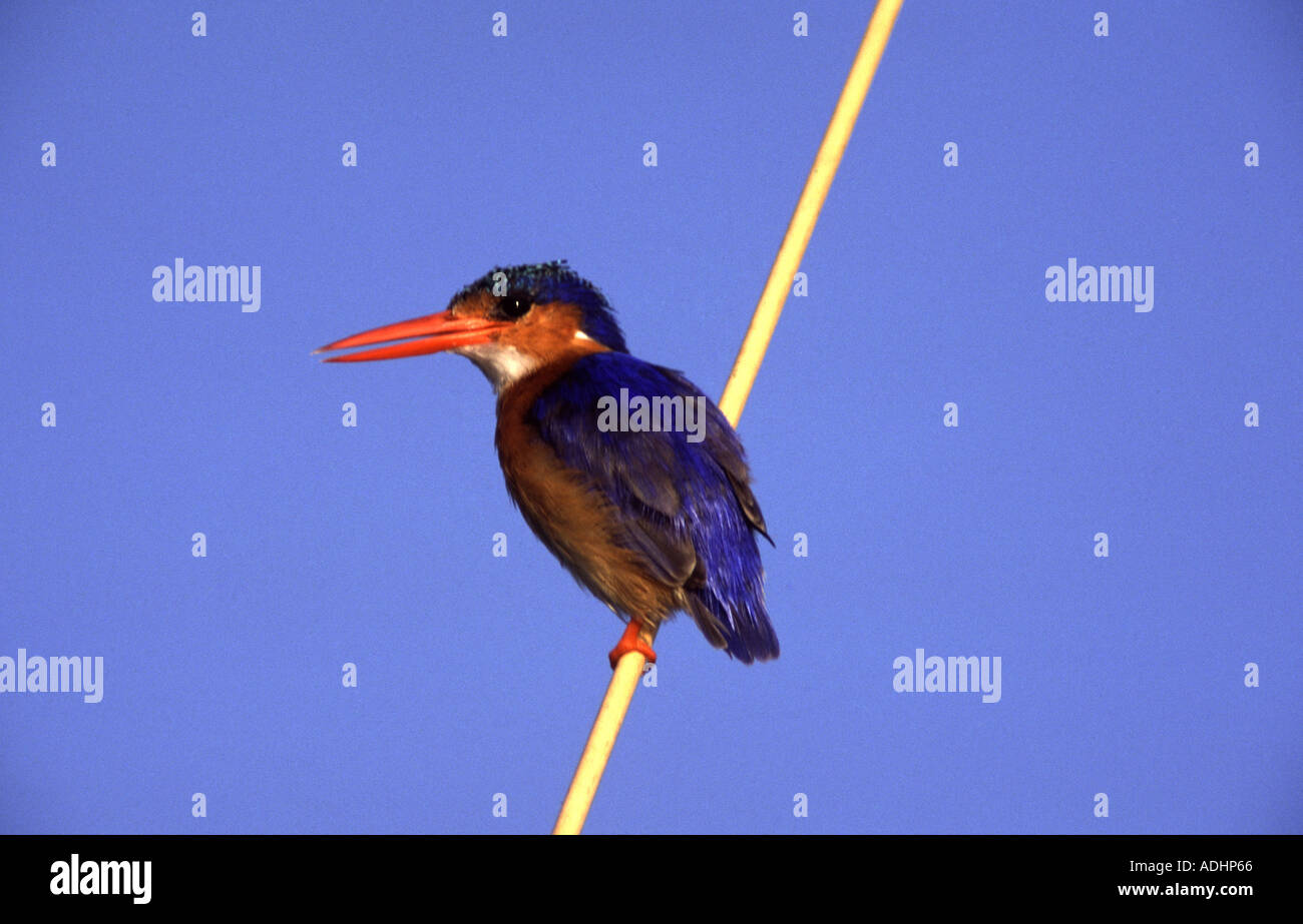 Malachit Eisvogel, Alcedo cristata Stockfoto