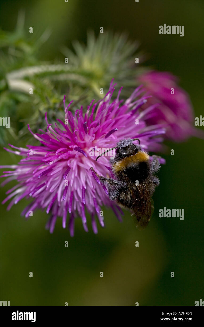 Carder Bee (Bombus Spp) A Typ der Hummel - wahrscheinlich Bombus Pascuorum - England UK - sammeln von Nektar und pollen Stockfoto