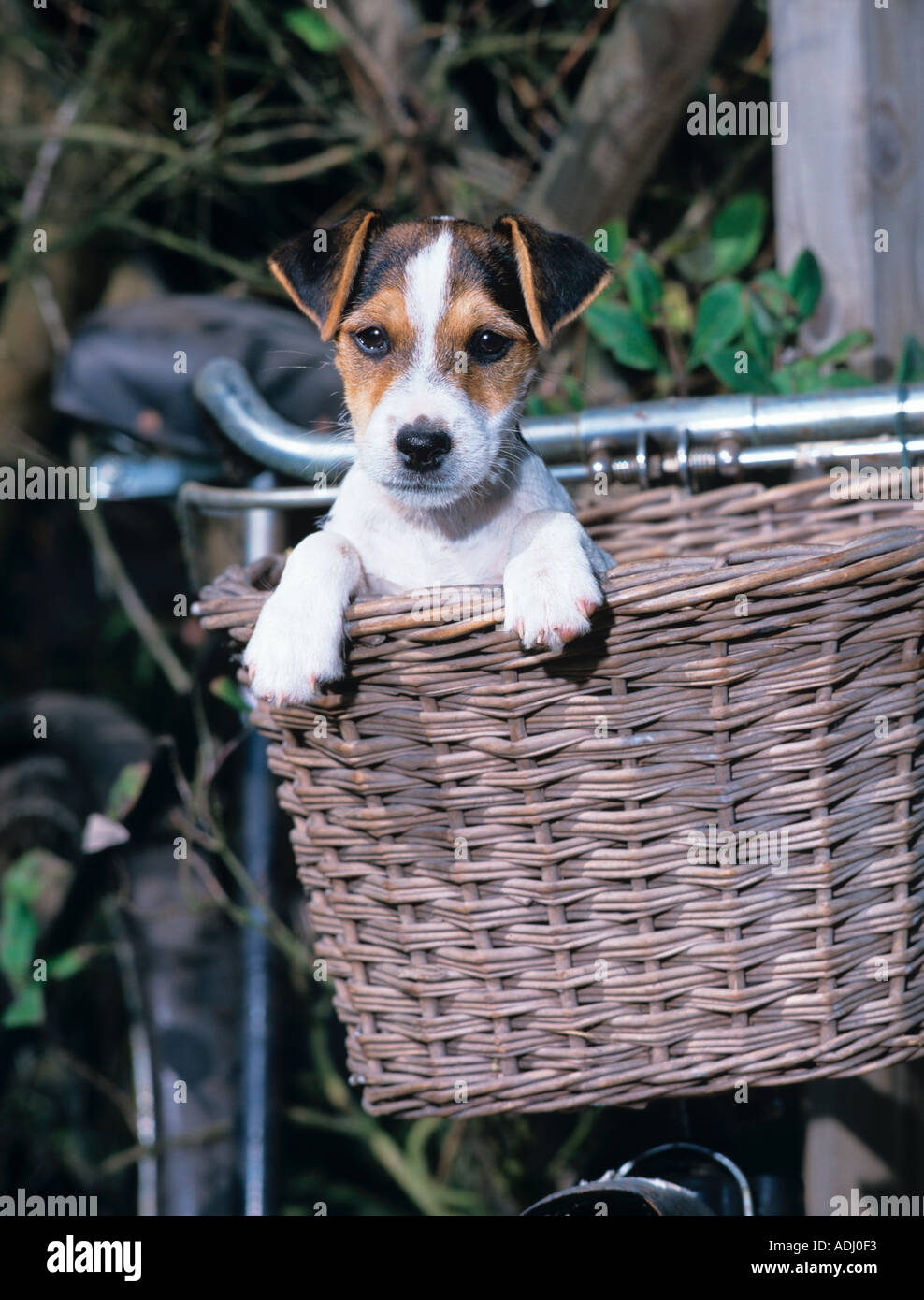 Jack-Russell-Terrier Welpen im Fahrradkorb Stockfotografie - Alamy