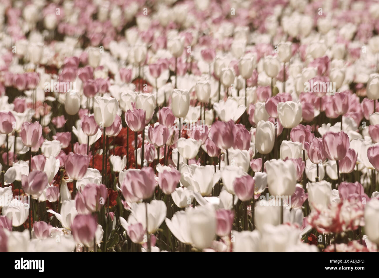 Meer aus rosa und weißen Tulpen im Schaugarten Stockfoto