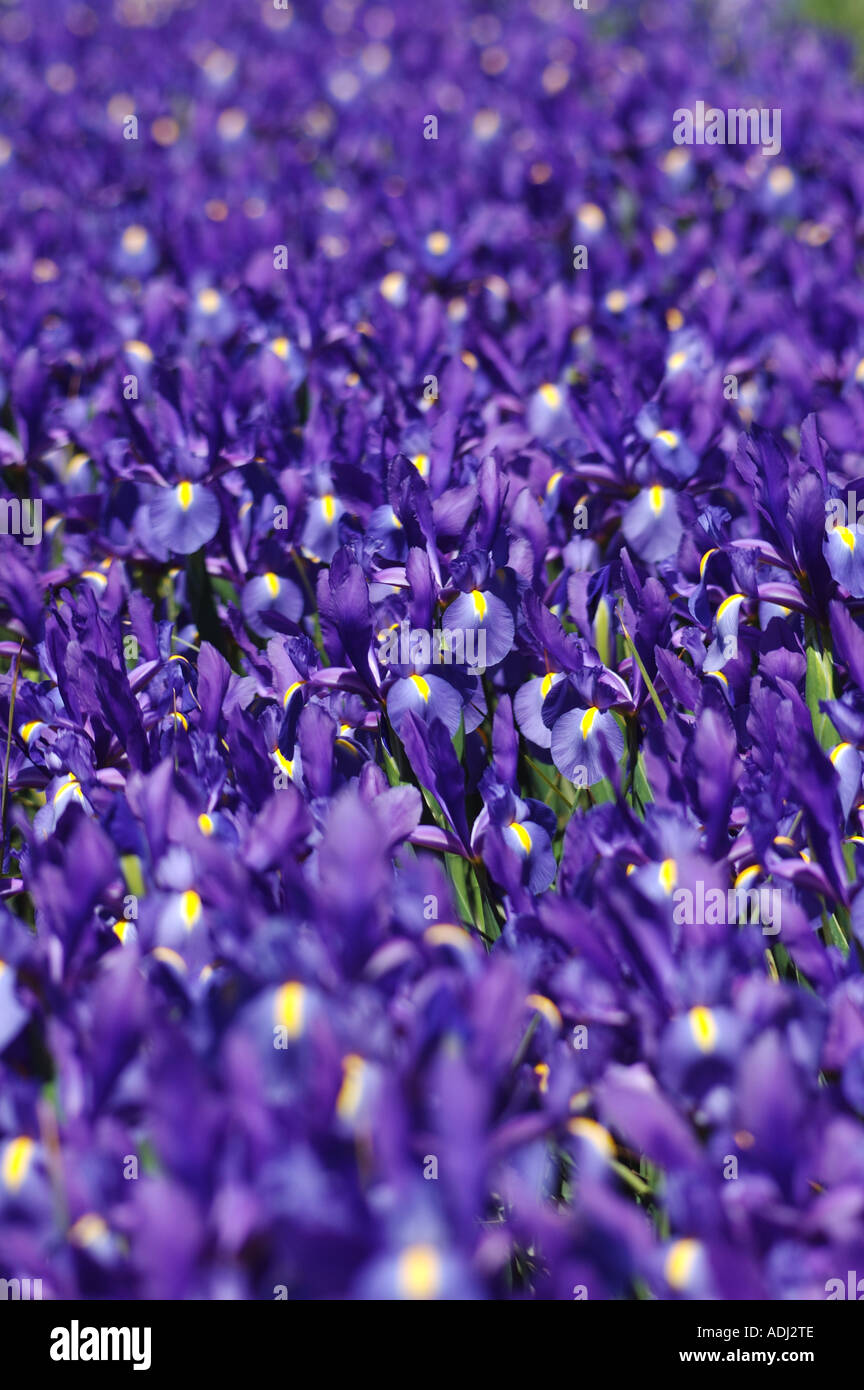 Geniale blaue Iris Prismatica im Schaugarten.  Eine mehrjährige Pflanze, die wächst von kriechenden Rhizomen. Stockfoto