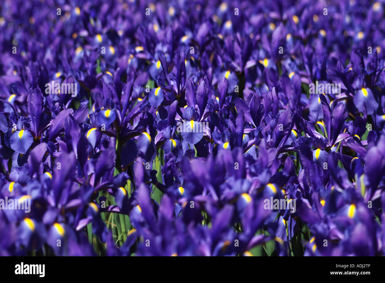 Geniale blaue Iris Prismatica im Schaugarten.  Eine mehrjährige Pflanze, die wächst von kriechenden Rhizomen. Stockfoto