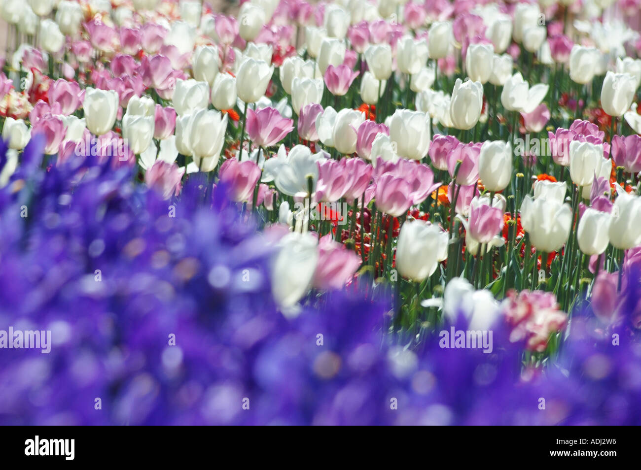 Geniale blaue Iris und gemischte rosa und weißen Tulpen teilen ein Beet Stockfoto